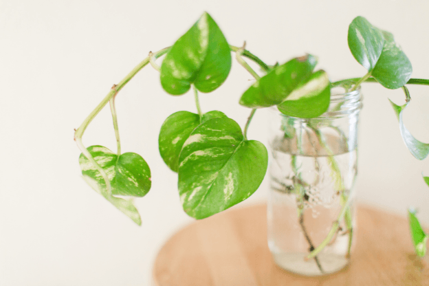 Propagating Plants: A Perfect Spring Activity for Kids